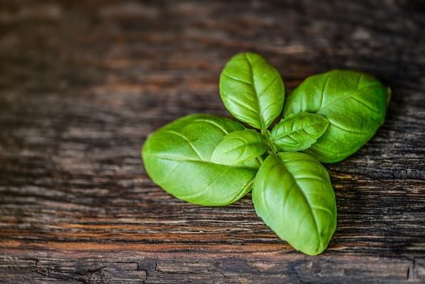 Basil – Herb Benefits